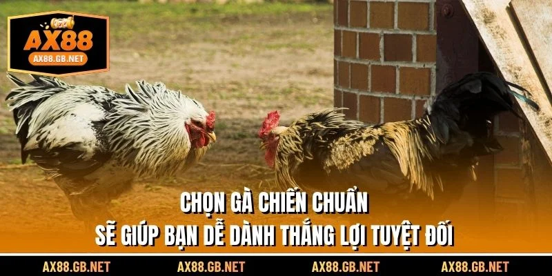 Chọn gà chiến chuẩn sẽ giúp bạn dễ dàng được lợi ích tuyệt vời