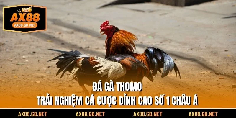Đá Gà Thomo