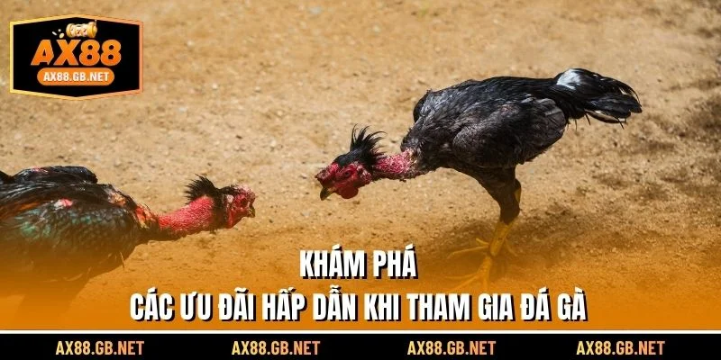 Khám phá đá gà Thomo với những điểm nổi bật và hấp dẫn