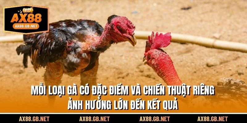 Mỗi loại gà có đặc điểm và chiến thuật riêng, ảnh hưởng lớn đến kết quả