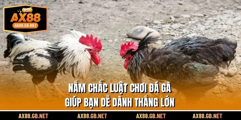 Nắm vững luật chơi đá gà giúp bạn dễ dàng chiến thắng