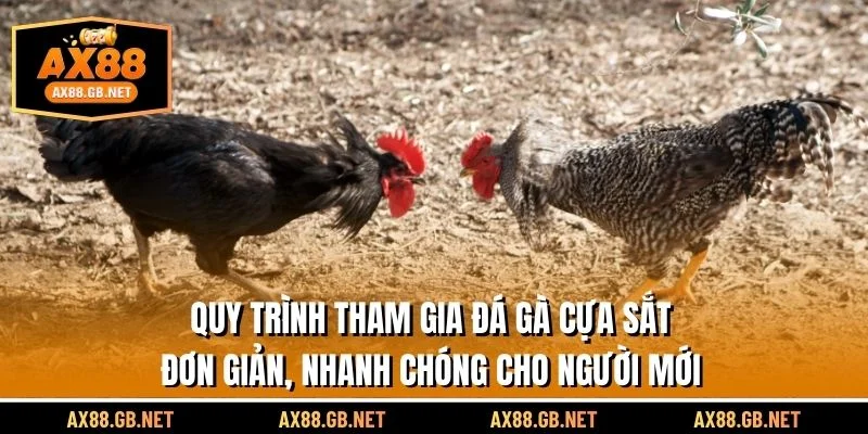 Quy trình tham gia đá gà cựa sắt đơn giản, nhanh chóng cho người mới